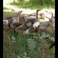 ۸ عدد غاز دورگه امسالی باکیفیت ۷ ماهه