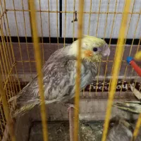 جوجه  عروس هلندی۴۰ روزه