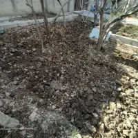بیل زنی باغچه شخم کرت بندی تستیح زمین کوددهی