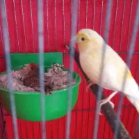 قناری نروماده (مولد)