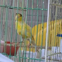 قناری نر مست مست ماده گیر|پرنده|اندیمشک, |دیوار