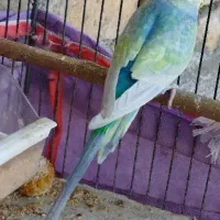 مرغ عشق رینبو و پروانه ای|پرنده|دوگنبدان, |دیوار