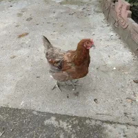 مرغ محلی|حیوانات مزرعه|نور, |دیوار