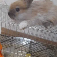 خرگوش مینی لوپ جرسی