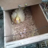 عروس هلندی جفت نر سه چهار کلمه حرف میزنه