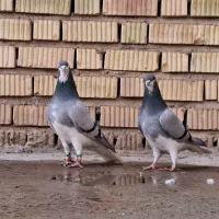 تعدادی رنگی خوب