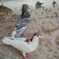 ماده پلاس داغسر سرکه ی  کاکلی مقلوف ماده|پرنده|قم, گلزار|دیوار