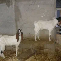 دوعددکهره نر