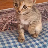 واگذاری رایگان|گربه|شیراز, رکنآباد|دیوار