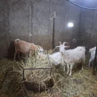 بز سانن ماده