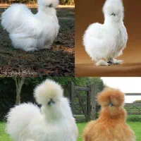 تخم نطفه دار ابریشمی وسلطان|حیوانات مزرعه|نیشابور, ناسیونال|دیوار