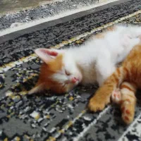 واگذاری دو عدد گوگولی نارنجی|گربه|مشهد, شهید قربانی|دیوار