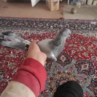 کفتر