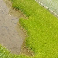 نشا چلتوک