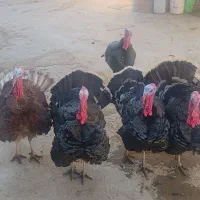 فروش بغلمون