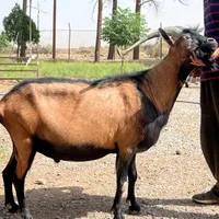 نر بز اصیل الپاین|حیوانات مزرعه|کرمان, |دیوار