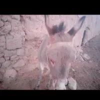 7تومان الاغ تازه سواری و باری و گله ای|حیوانات مزرعه|نصر آباد, |دیوار