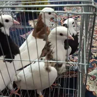 چهار عدد طوقی