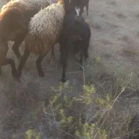 بره قوچ افشاری پلنگی داشتی