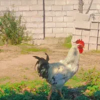 خروس|پرنده|گنبد کاووس, |دیوار