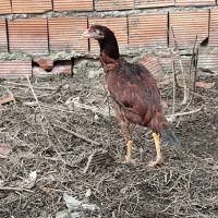 مرغ لاری و جوجه مرغ و خروس