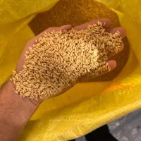 پخش خوراک دام و طیوربه صورت عمده|حیوانات مزرعه|خرمآباد (تنکابن), |دیوار