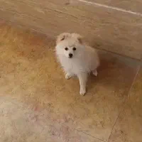 سگ عروسکی نژاد پامرانین