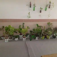 تعدادی گل