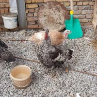 بوقلمون ماده تخم گذار