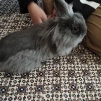 خرگوش لوپ|موش و خرگوش|ارومیه, |دیوار