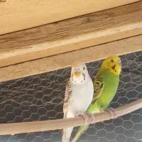 جفت مرغ عشق لب تخم|پرنده|سراوان, |دیوار