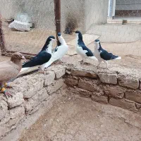 چند جفت کفتر هم پرشی هم جفتی|پرنده|دشتابی, |دیوار