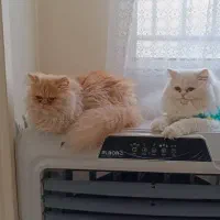 گربه پرشین|گربه|مشهد, گلبرگ|دیوار