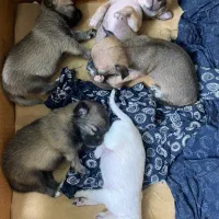 توله های شیواوا اصیل