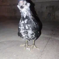 جوجه مرغ و خروس گلین|حیوانات مزرعه|شیراز, شهرک مدرس|دیوار