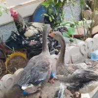 خروس و.1جفت بت(غاز).تخم گزار