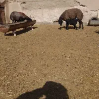 میش بره دار به شرط