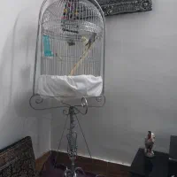 عروس هلندی نروماده با قفس