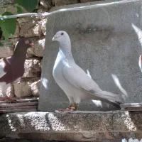 ۵تا کبوتر نر