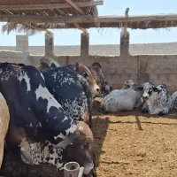 گوساله مخصوص عروسی