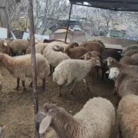 نرقلم آبی/خونی/نصف گوشت *گوسفنده زنده