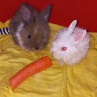 یک جفت خرگوش بسیار کوچک|موش و خرگوش|پرند, فاز ۶|دیوار