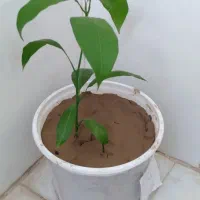 نهال انبه