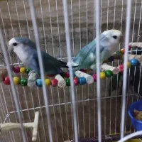 جفت مولد طوطی برزیلی ابرو بادی وایت فیس