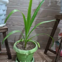 6 نوع گل آپارتمانی|گل و گیاه طبیعی|شیراز, گل سرخ|دیوار