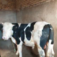 گوساله نر سمینتال گوشتی