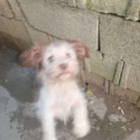 سگ پاکوتا شیتزو|سگ|تنکابن, |دیوار