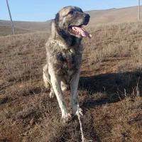 سگ نگهبان گله