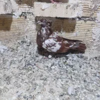 نر سرخ گوره