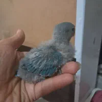 فروش تعدادی عروس و کوتوله|پرنده|شیراز, کیان آباد|دیوار